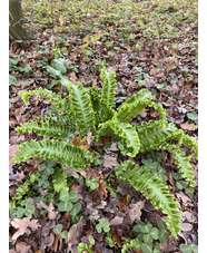 Asplenium scolopendrium Undulatum Group