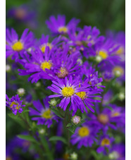 Aster amellus 'Veilchenkönigin'