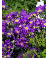 Aster amellus 'Veilchenkönigin'
