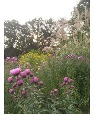 Aster 'Betel Nut'