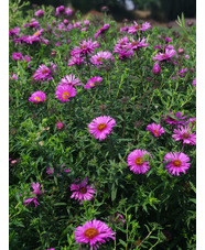 Aster 'Betel Nut'