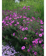 Aster 'Betel Nut'