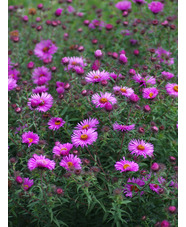 Aster 'Betel Nut'