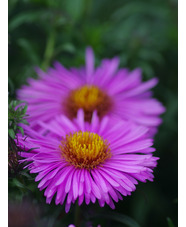 Aster 'Betel Nut'