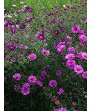 Aster 'Betel Nut'