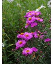 Aster 'Betel Nut'