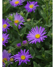 Aster x frikartii 'Mönch'