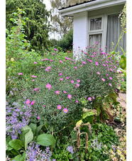 Symphyotrichum 'Knightrider' 