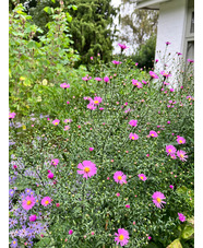 Symphyotrichum 'Knightrider' 