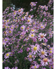 Aster 'Ice Cool Pink'