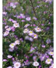 Aster 'Ice Cool Pink'