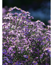 Aster 'Ice Cool Pink'