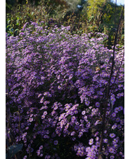 Aster 'Ice Cool Pink'