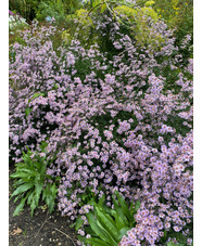 Aster 'Ice Cool Pink'