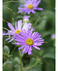 Aster x frikartii 'Mönch'