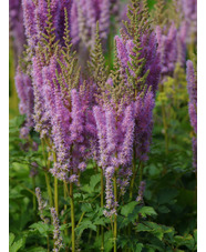 Astilbe chinensis (aff.)