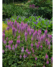 Astilbe chinensis (aff.)