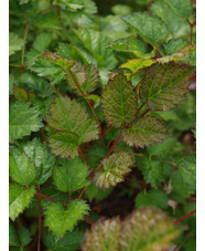 Astilbe chinensis var. taquetii 'Purpurlanze'