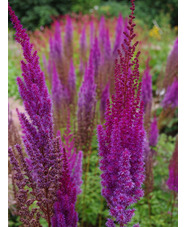 Astilbe chinensis var. taquetii 'Purpurlanze'