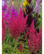 Astilbe 'Else Schluck' (x arendsii)