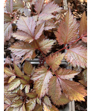 Astilbe 'Fanal' (x arendsii)