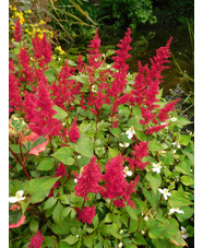 Astilbe 'Fanal' (x arendsii)