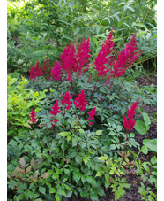 Astilbe 'Fanal' (x arendsii)