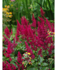 Astilbe 'Fanal' (x arendsii)