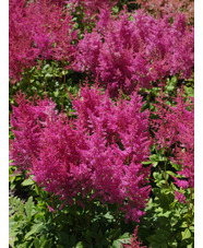 Astilbe 'Federsee' (x arendsii)