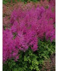 Astilbe 'Federsee' (x arendsii)