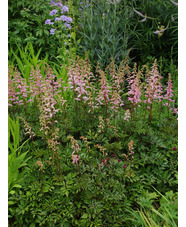 Astilbe 'Grete Pungel' (x arendsii)