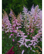 Astilbe 'Grete Pungel' (x arendsii)