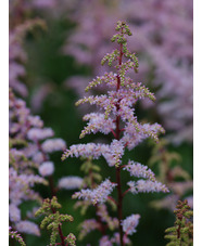 Astilbe 'Grete Pungel' (x arendsii)