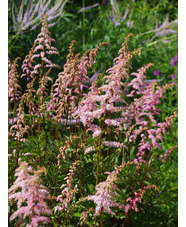 Astilbe 'Grete Pungel' (x arendsii)