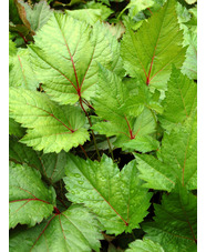 Astilbe 'Isa Hall'