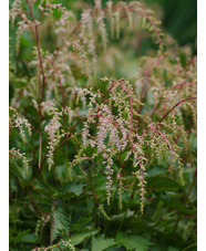 Astilbe 'Isa Hall'
