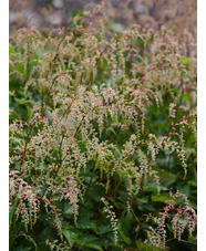 Astilbe 'Isa Hall'