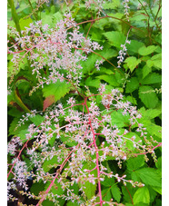 Astilbe 'Isa Hall'