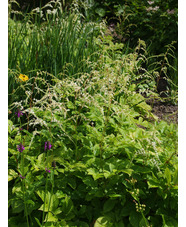 Astilbe 'Professor van der Wielen' (thunbergii hybrid)