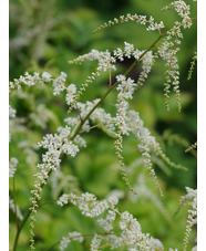 Astilbe 'Professor van der Wielen' (thunbergii hybrid)