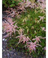 Astilbe 'Sprite' (simplicifolia hybrid)