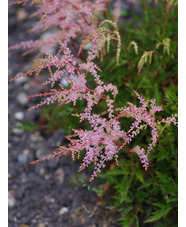 Astilbe 'Sprite' (simplicifolia hybrid)