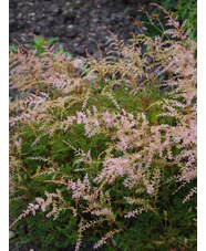 Astilbe 'Sprite' (simplicifolia hybrid)