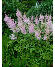 Astilbe 'Venus' (x arendsii)