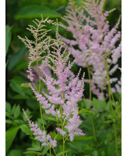 Astilbe 'Venus' (x arendsii)