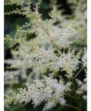 Astilbe 'Weisse Gloria' (x arendsii)