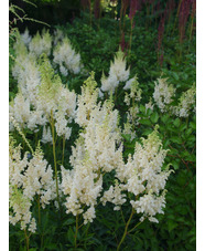 Astilbe 'Weisse Gloria' (x arendsii)