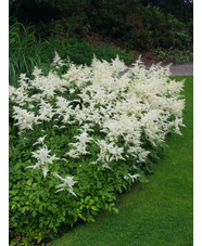 Astilbe - white