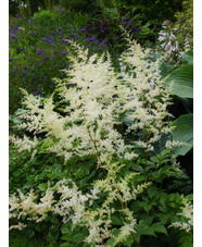 Astilbe - white