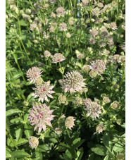 Astrantia 'Florence'